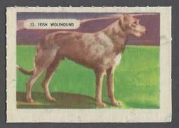 13 Irish Wolfhound